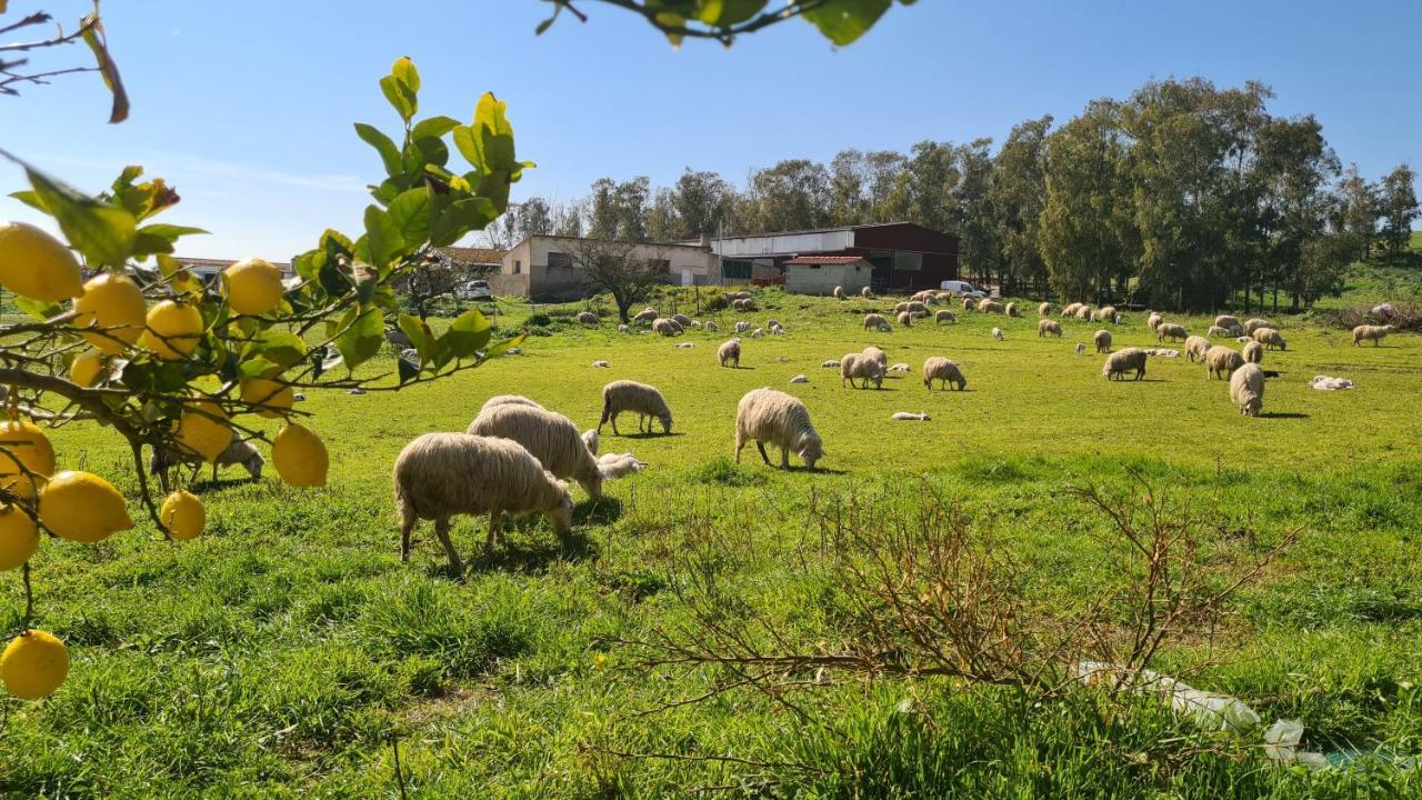 Agriturismo Sa Pigalva Tula Ngoại thất bức ảnh